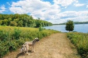 A dog on a trail, like the dog who got lost and injured in Oahu trail.