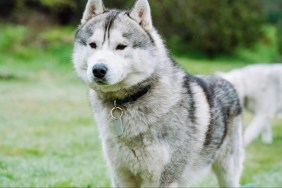 A Husky outdoors.