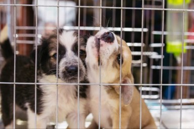 Two puppies in a cage at a puppy mill.