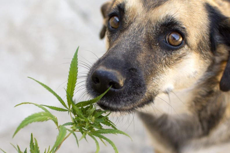 portrait of a dog that sniffs cannabis leaves, causing concern and increased questions for vets