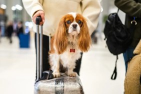 A dog on a suitcase in airport, American Airlines has updated its pet policy.