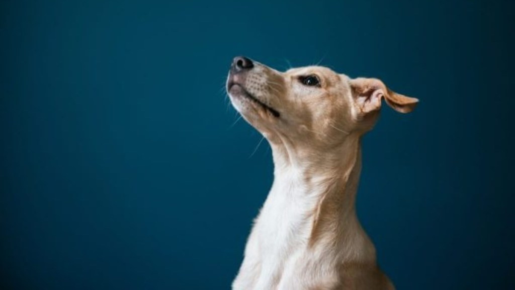 A dog with ears pulled back; why do dogs put their ears back?