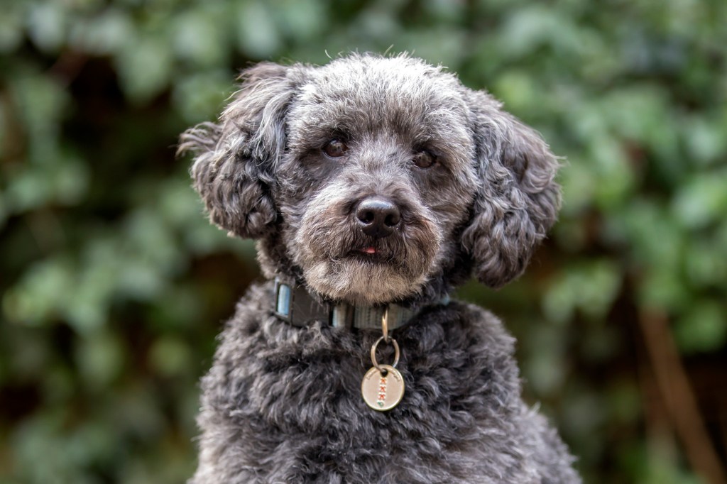 cute grey Schnoodle in autumn park