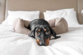 Cute Dachshund pet lies in dog bed at pet-friendly hotel looking at camera. Black domestic friend relaxes in room on vacation close view