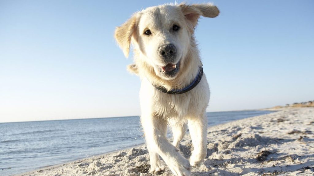 A yellow retriever runs toward the camera on a beach in Sweden