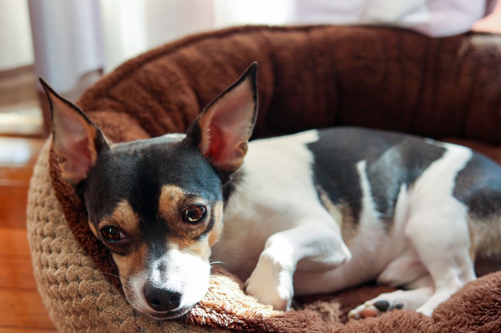 Sick Chihuahua dog suffering from mitral valve disease or endocardiosis.