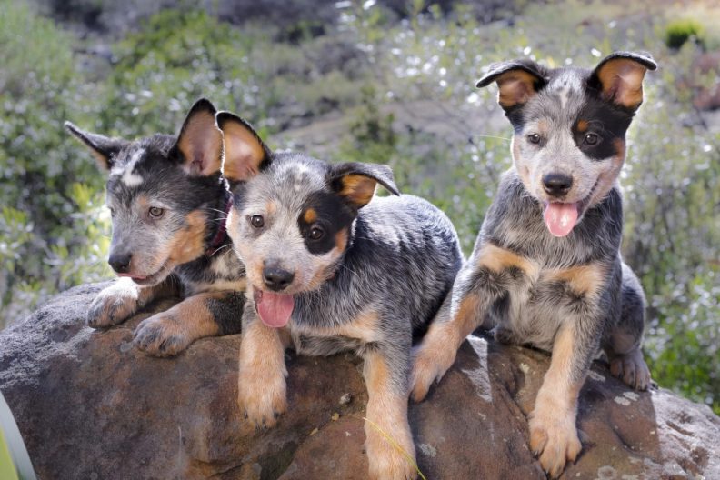 Australian Cattle Dog (Blue Heeler) puppies laying on a rock outdoors.