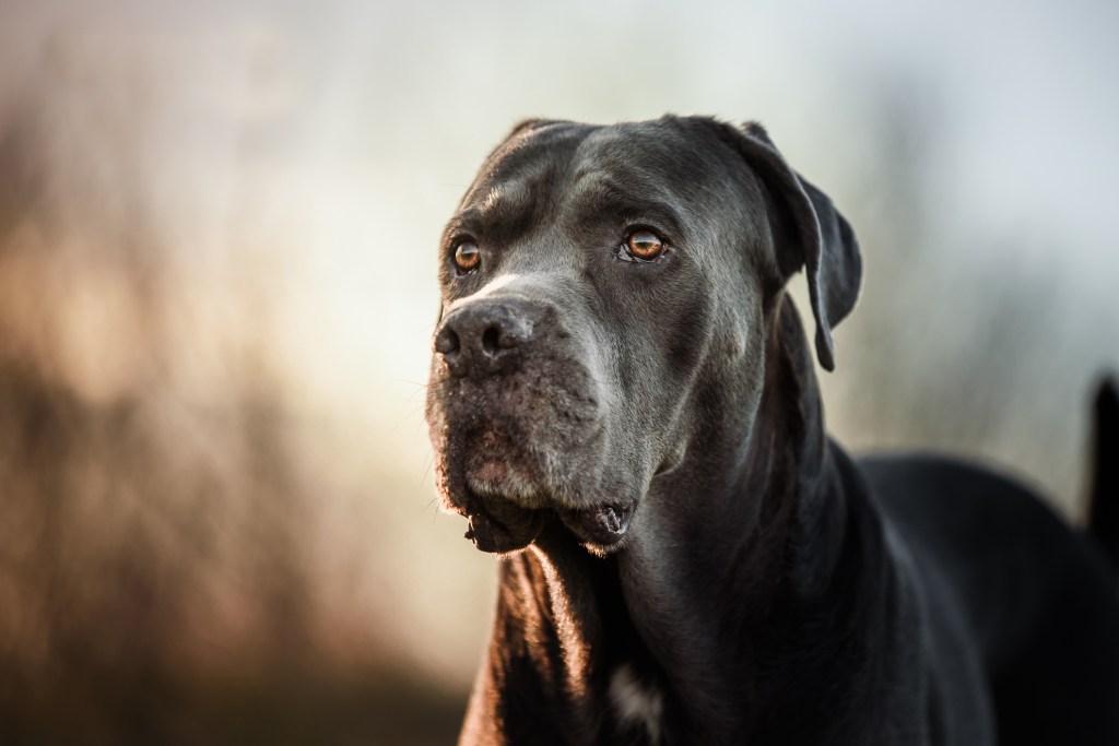 Close up portrait of a beautiful Cane Corso taken on sunset during regular walk.