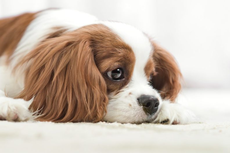 Sad Cavalier King Charles Spaniel dog suffering from syringomyelia (SM).