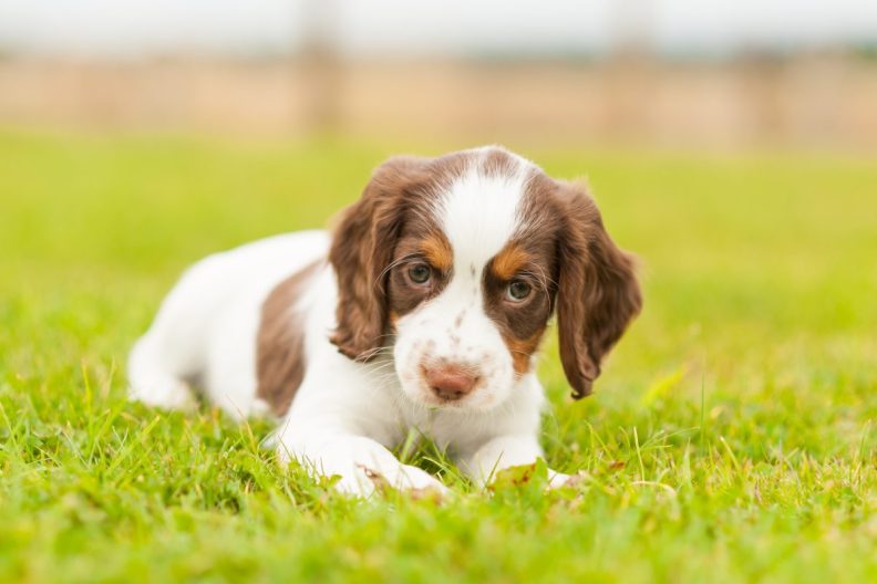 Cute English Springer Spaniel puppy playing in the garden.