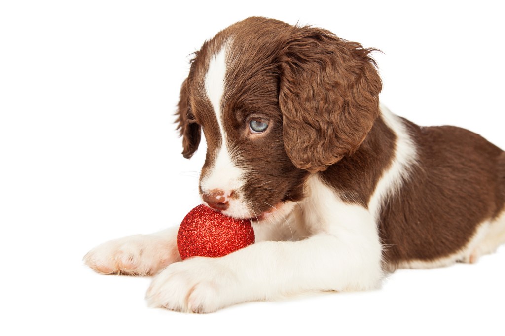 Adorable young seven week old puppy playing with a Christmas bulb.