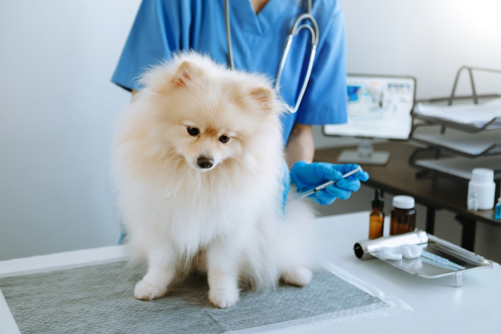 Dog suffering from thrombopathia getting treated by vet.