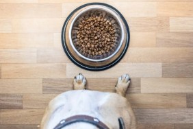 A dog ready to eat food; Instinct dog food has not faced a recall in 2024.