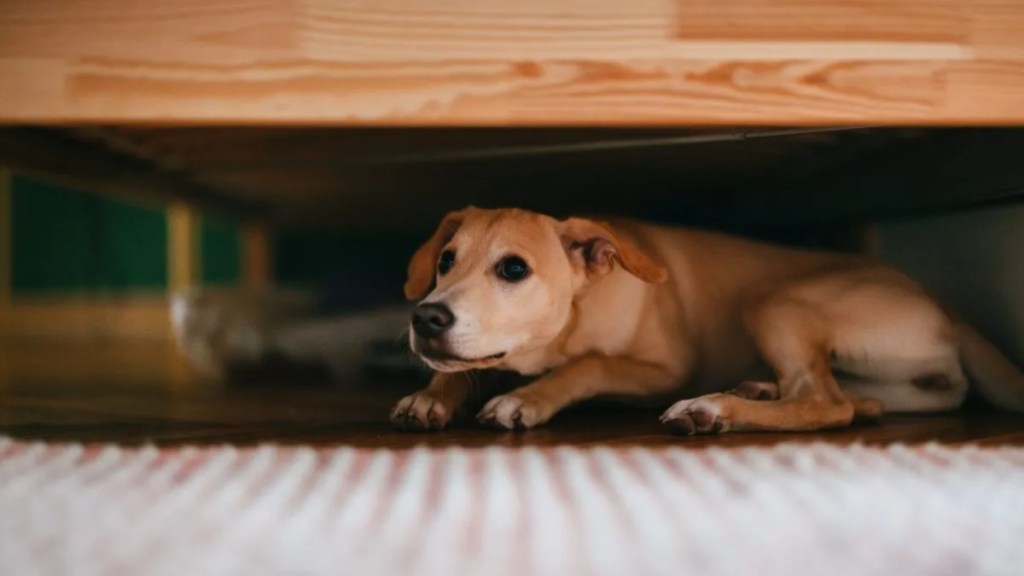 Terrified little puppy lying on the floor below bed.