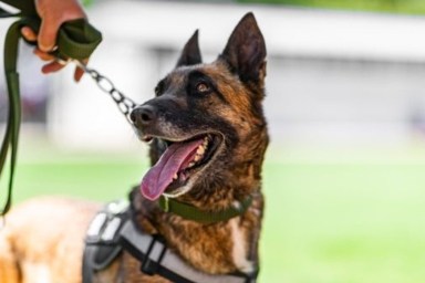 A police dog, like the one in Virginia who was killed by the inmates.