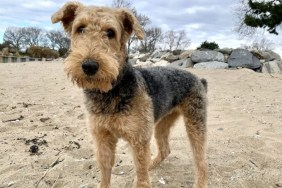 An Airedale Terrier standing on sand with a stick next to his leg, like the missing dog, a Terrier mix, who was found after almost nine months