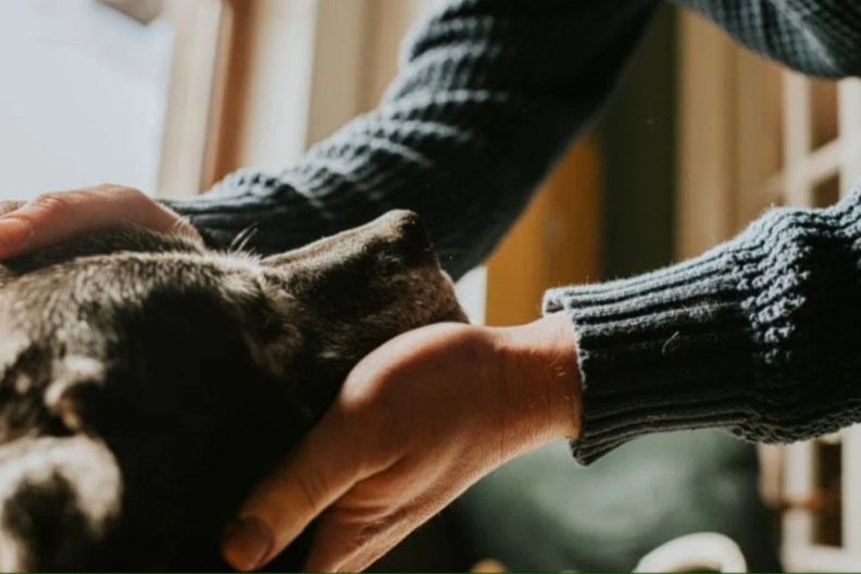 A senior dog with a person, like the senior dog who got adopted after 11 years in shelter.