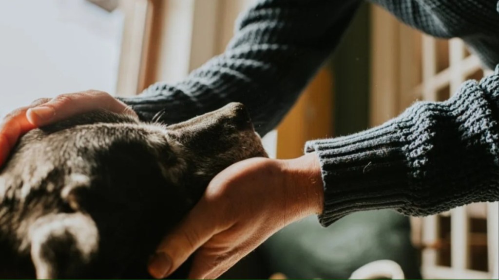 A senior dog with a person, like the senior dog who got adopted after 11 years in shelter.