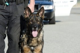 A police dog with tongue out standing close to their handler, like the retired police dog Addy who just died.