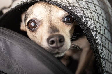 Puppy in a bag