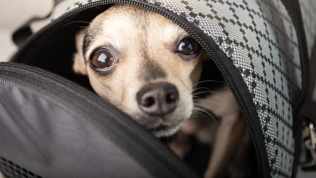 Puppy in a bag