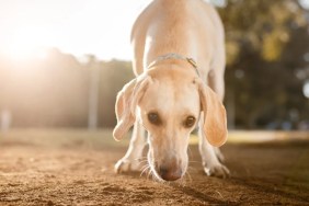 A Labrador Retriever sniffing the ground, like the sniffer dog in Taiwan who is part of the search and rescue team after the earthquake.