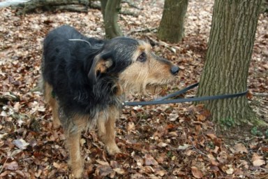 Abandoned dog fastened to a tree.