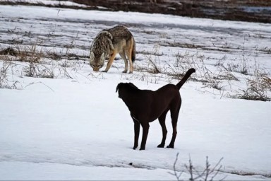 A domestic dog has it's first run in with a wild coyote.