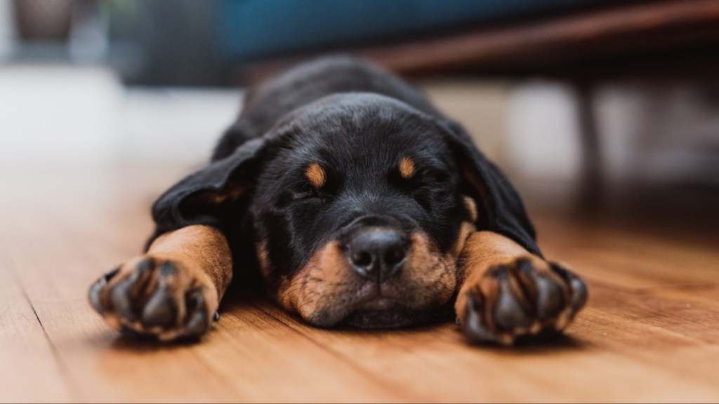 Rottweiler Puppy, 2 months old, 9 weeks