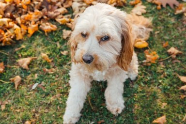 A Cavapoo dog sitting on grass, like the dog who was found duct-taped inside a dumpster.