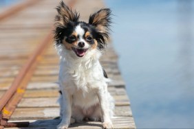 chihuahua on a fisherman's pontoon in the wilderness