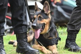 Police dog lying next to their handler with tongue out, like the Kansas police dog killed by a suspect