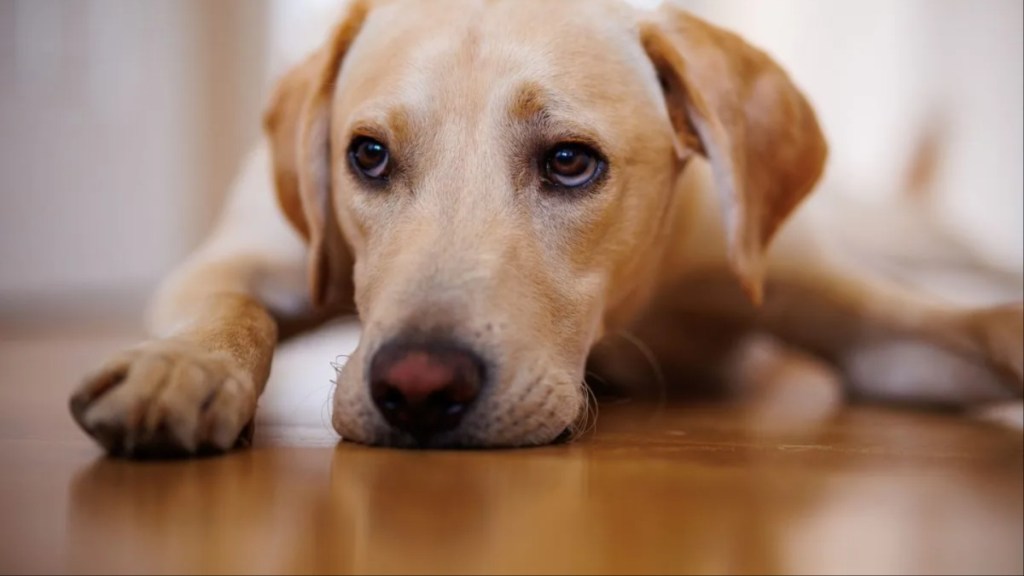 Close-up view of a Labrador Retriever dog lying on the floor.