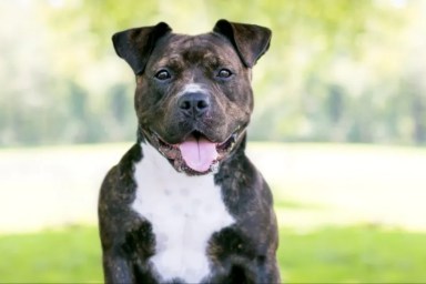 A Staffordshire Bull Terrier mixed breed dog.