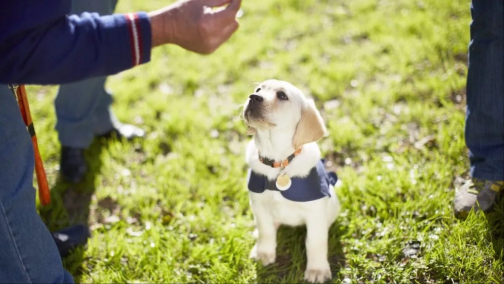 A puppy at dog training, a Colorado training facility is training rescue dogs to become service dogs.