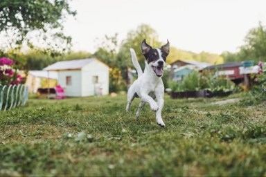 A dog running around and doing zoomies in the backyard.