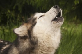 Husky dog howling; why some dogs howl at sirens?