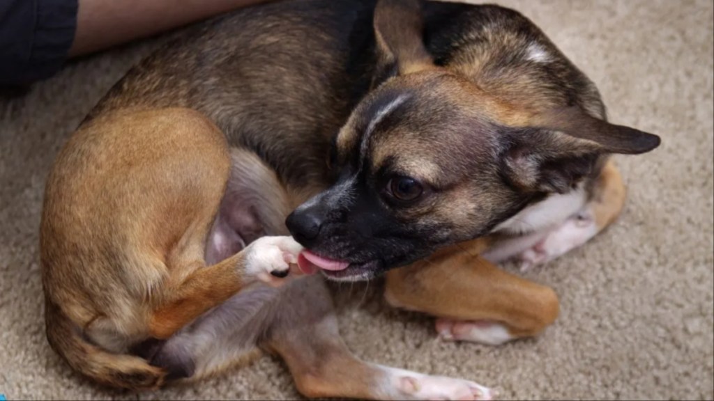 Dog licking paw