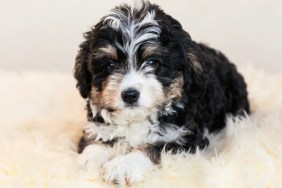 Adorable Bernedoodle Puppy Sitting on white fur on white background