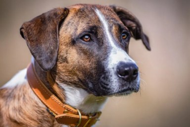 Close-up of mixed breed dog looking away.