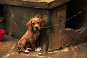 Sad puppy abandoned tied with a chain.