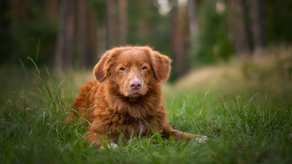 A Nova Scotia Duck Tolling Retriever lying on grass in front of a wooded area.