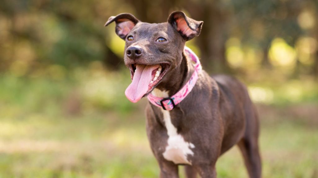 Pitbull mix dog enjoying a sunny day at the park