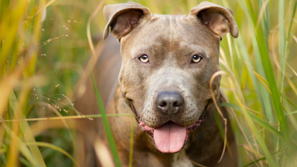 A handsome pit bull dog in tall grass.