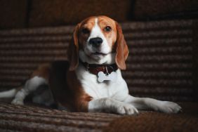 A beagle dog with a red collar lies on a large sofa. The beagle lies on a brown textured sofa.