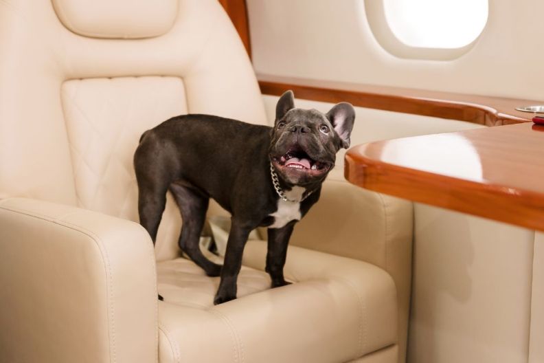 Dog on a plane. French Bulldog on board, enjoying his time.