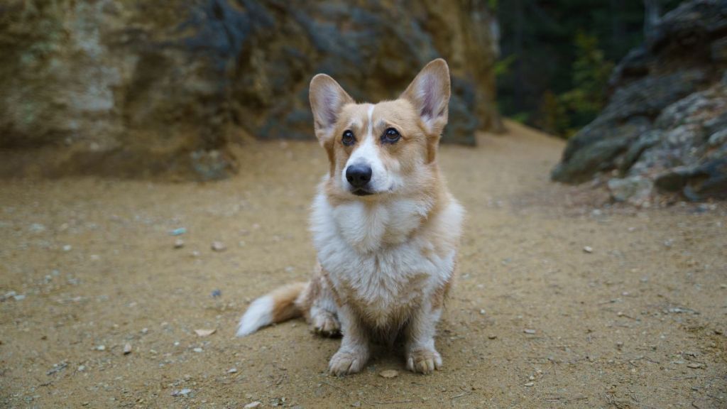 A Welsh Corgi Pembroke dog sitting on the ground with large rocks in the background.