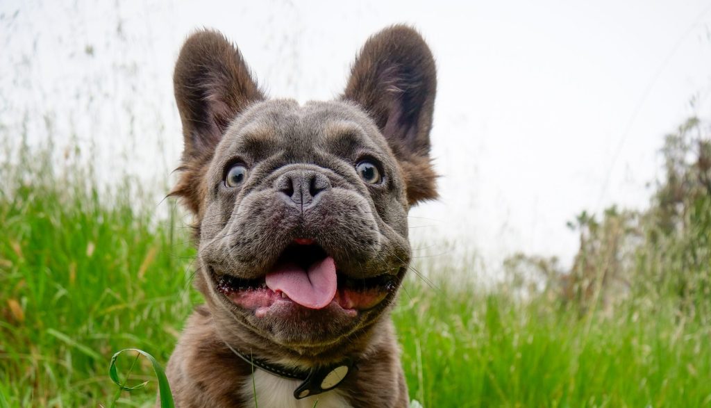 Longhaired Fluffy French Bulldog, an expensive dog breed, sitting in the grass.