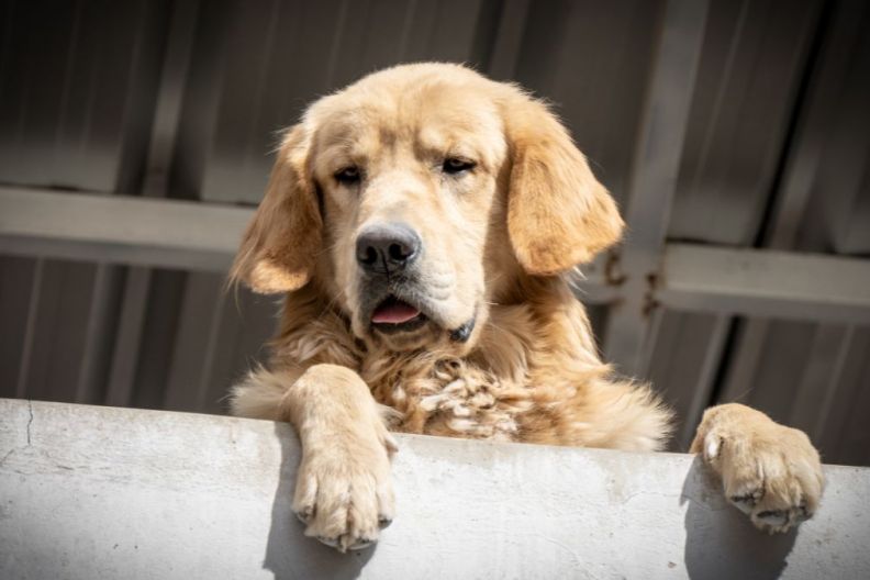 Golden Retriever at balcony looking at city view wishing to go for walk outside