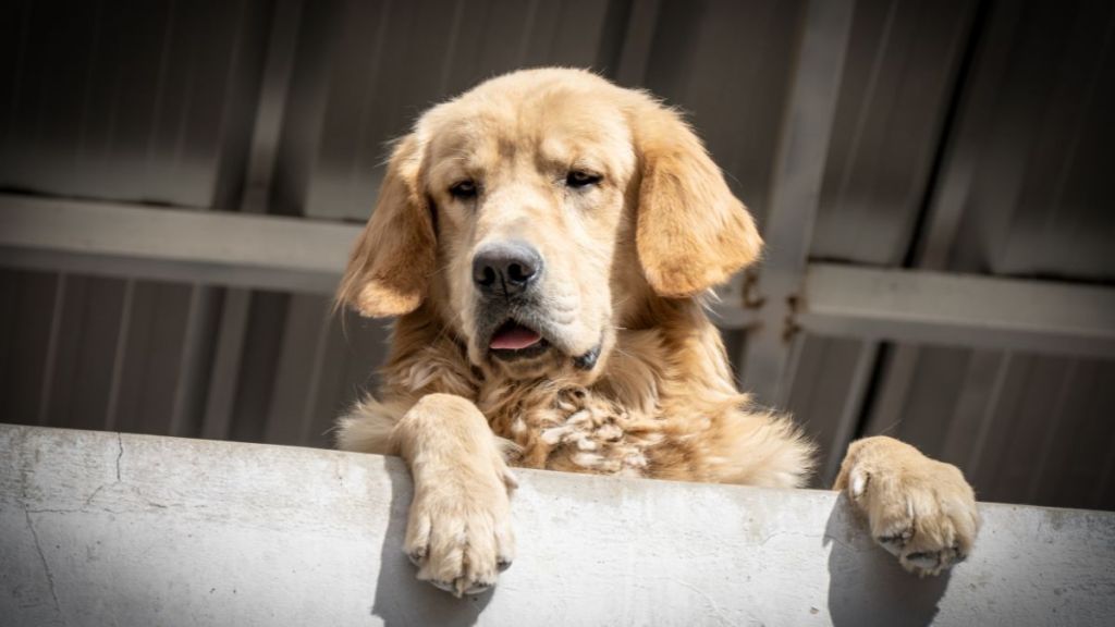 Golden Retriever at balcony looking at city view wishing to go for walk outside